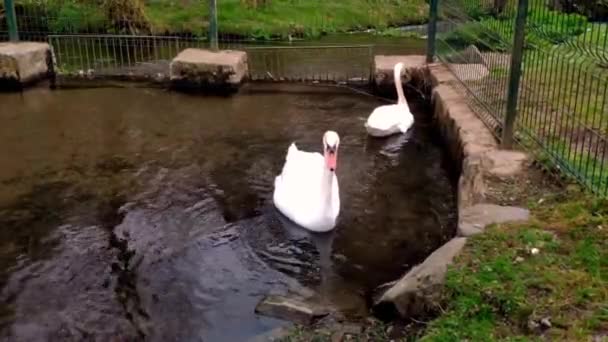 Pair Swans Swimming Fenced Enclosure Pond Park Ordes Coruna Spain — Stock videók