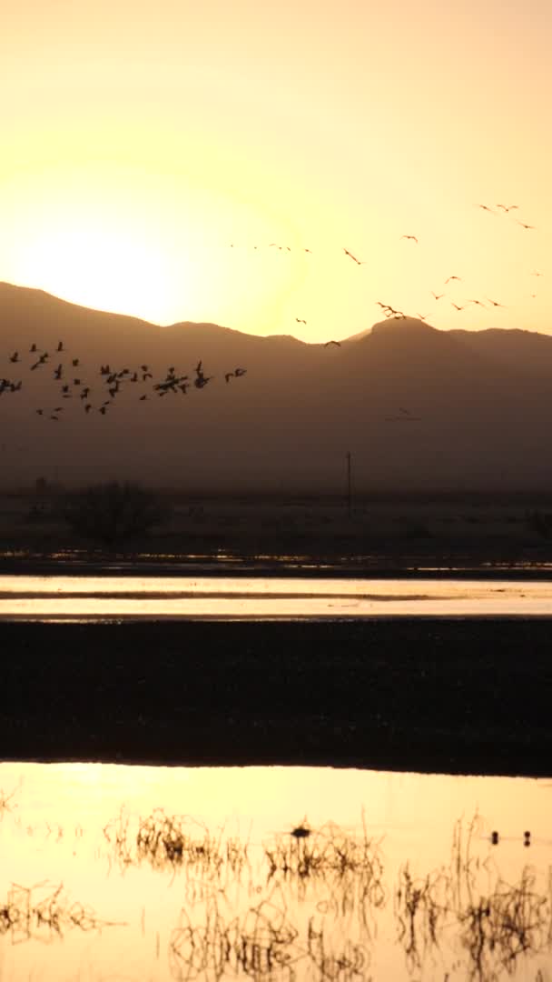 Vackra Landskap Flock Fåglar Som Vandrar Det Gyllene Ljuset — Stockvideo