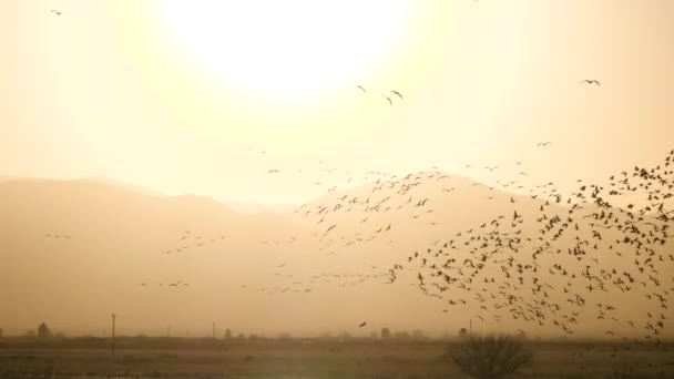 Flying Flock Birds Background Raid Waves Sea Sunset Day Beauty — Stock Video