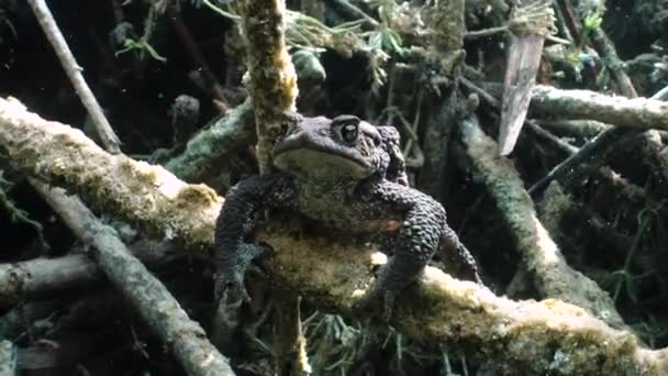 Die Erdkröte Bufo Bufo Liegt Auf Dem Ast Der Nähe — Stockvideo