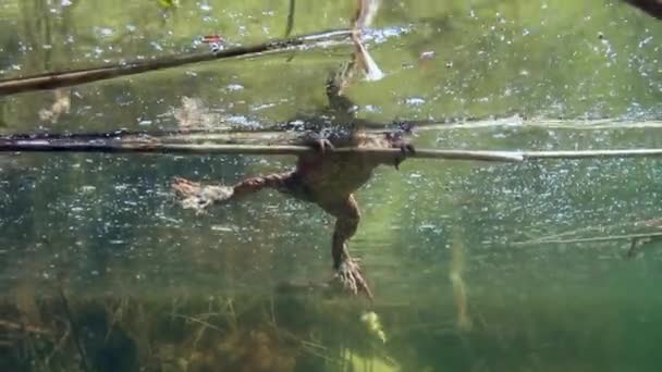 Κοινή Βάτραχος Bufo Bufo Αρσενικό Έχουν Φτάσει Στη Λίμνη Για — Αρχείο Βίντεο