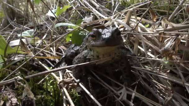 Breeding Time Common Toad Bufo Bufo Has Arrived Lake — Stockvideo