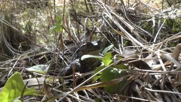Breeding Time Common Toad Bufo Bufo Has Arrived Lake — Vídeo de stock