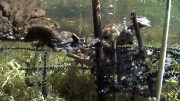 Yaygın Kurbağa Bufo Bufo Çifti Bitki Saplarına Dolanmış Jelatinli Yumurta — Stok video