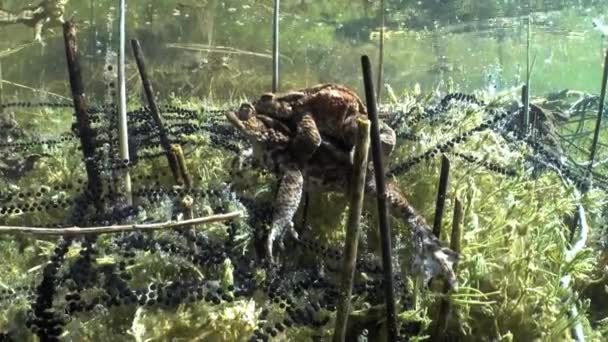 Пара Жаб Bufo Bufo Лежит Дне Прозрачного Озера Желатиновые Яичные — стоковое видео