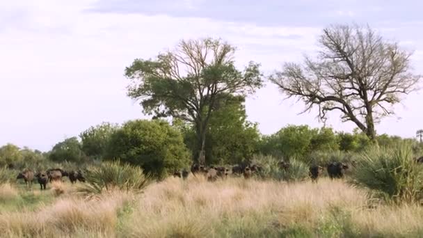 Mandria Bufali Africani Nella Riserva Del Botswana Africa — Video Stock