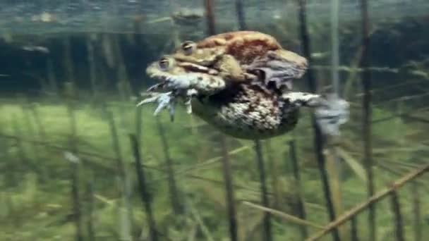 Common Toad Bufo Bufo Pair Swimming Shallow Edges Lake — Wideo stockowe