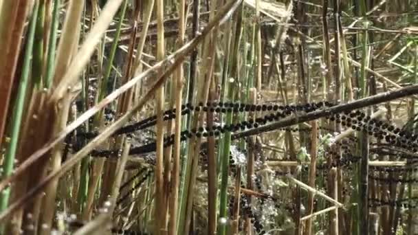 Common Toad Bufo Bufo Spawn Strings Underwater Attached Plants Shore — Video Stock