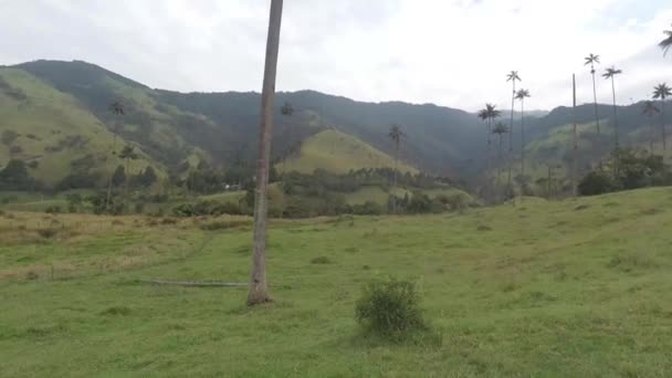 Cocora Valley Quindio Colombia — Stock videók