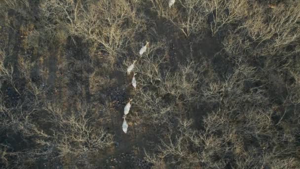Flygvideo Flera Oryx Ranch Texas Video Filmas Direkt Ovanför Oryx — Stockvideo