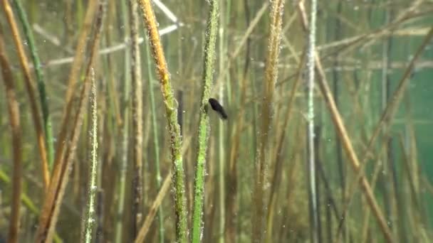 Ropucha Obecná Bufo Bufo Tadpole Hledá Potravu Průzračném Jezeře — Stock video