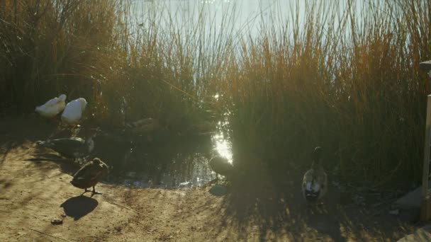 Flock Ducks Marshland Sunbeams Reflection Lake Surface Riparian Preserve Water — Stockvideo