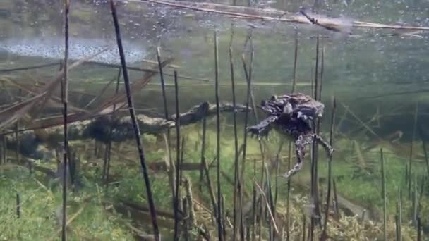 Samiec Ropuchy Zwyczajnej Bufo Bufo Tyłu Samicy Ląduje Dnie Jeziora — Wideo stockowe