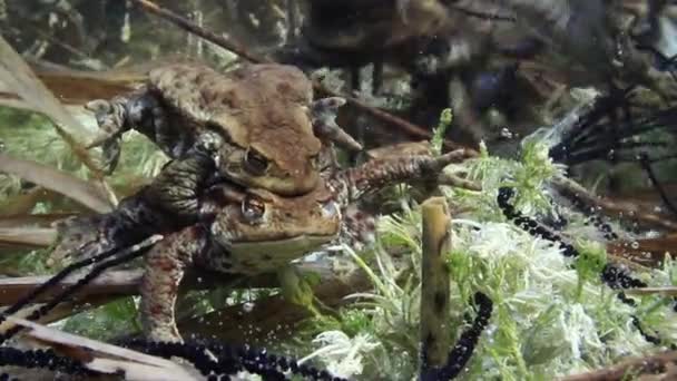 Eine Erfolgreiche Erdkröte Bufo Bufo Bleibt Mehrere Tage Amplexus Und — Stockvideo