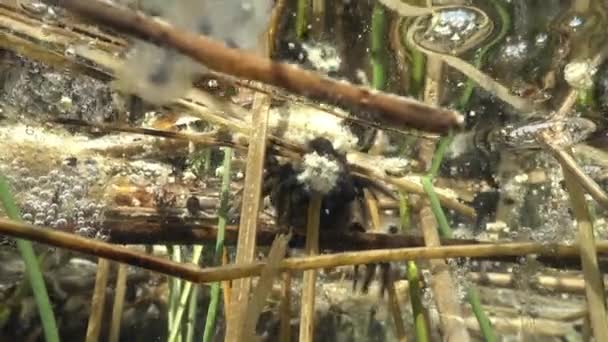 Головастики Обыкновенной Жабы Bufo Bufo Ищут Пищу Прозрачном Озере — стоковое видео