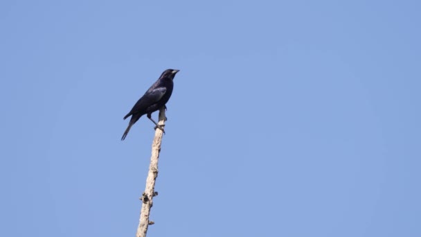 Lonely Shiny Cowbird Molothrus Bonariensis Spotted Perching High Dry Snag — стокове відео
