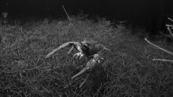 欧洲螃蟹 Astacus Astacus 用自己的相机镜像进行战斗 — 图库视频影像