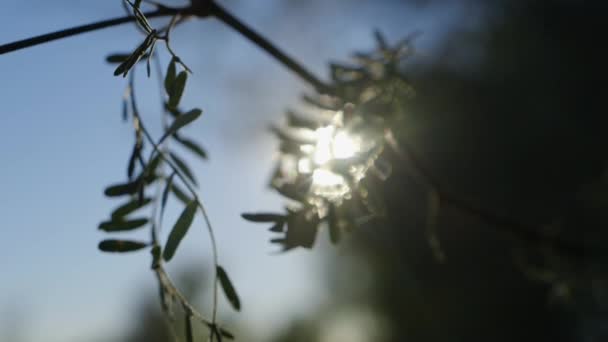 Rack Focus Hout Tak Bladeren Zonneschijn Wilde Bossen Zonnestralen Natuur — Stockvideo