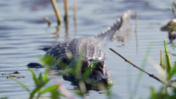 湿地や波状の湖に浮かぶ野生と危険なYacare Caimanワニ パノラマブラジルで前景にぼやけた緑の菜食主義者とカメラを見て致命的な 野生動物に焦点を当てるラック — ストック動画
