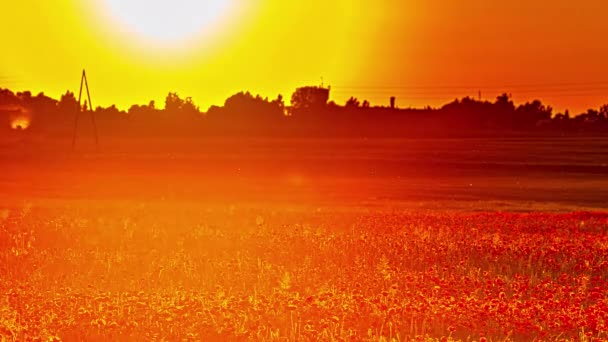 Static View Sunset Poppies Fields Timelapse Yellow Setting Sun Flowerfield — Video