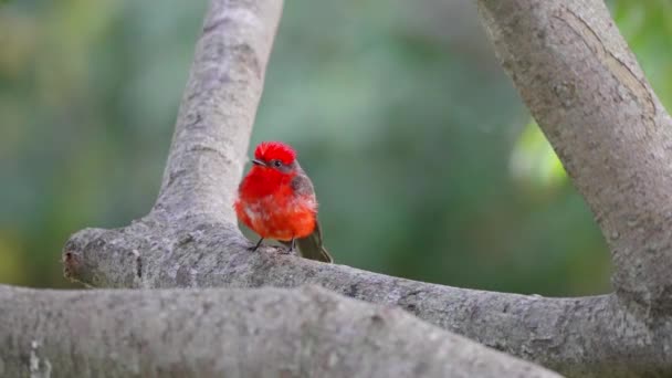 Anxious Red Little Scarlet Flycatcher Pyrocephalus Rubinus Perching Tree Branch — Stok video