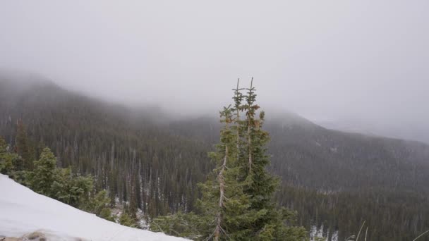 Timelapse Winter Storm Mountain Top Pine Tree Forest — Stock Video