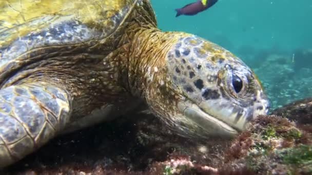 ガラパゴス諸島の虹色のラスを伴う水中での海亀の餌やりの映像を閉じます — ストック動画