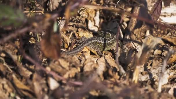 Single Sand Lizard Crawling Hidden Ground Vegetation Close — Vídeos de Stock
