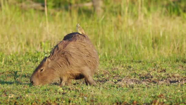 Caypara Incinta Hydrochoerus Hydrochaeris Foraggiamento Erba Verde Riva Del Fiume — Video Stock