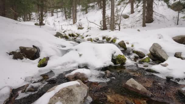 Relaxing Cold Stream Running Mountains New Mexico — Stock Video