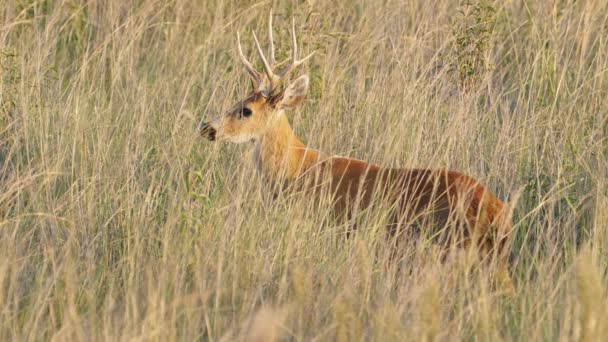Wild Marsh Deer Blastocerus Dichotomus Camouflaged Its Natural Habitat Observing — Vídeos de Stock
