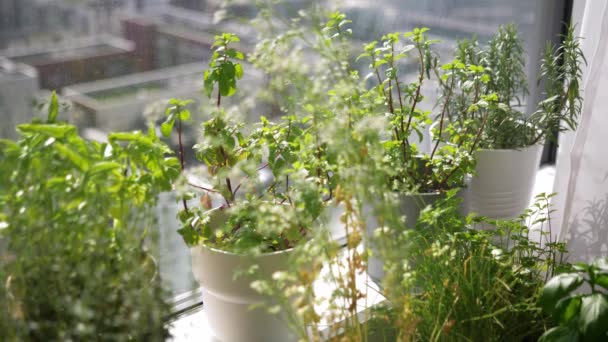 Primo Piano Irrigazione Vari Vasi Piante Giardino Interno Appartamento Moderno — Video Stock