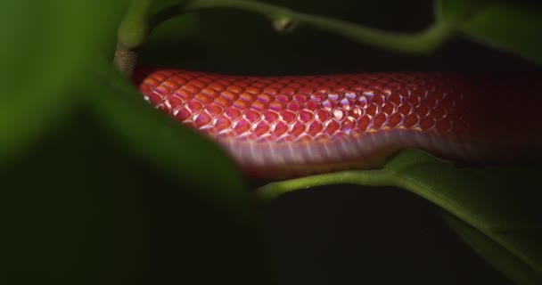 Bright Red Coloured Coral Snake Moves Deep Green Leaves Rain — Stockvideo