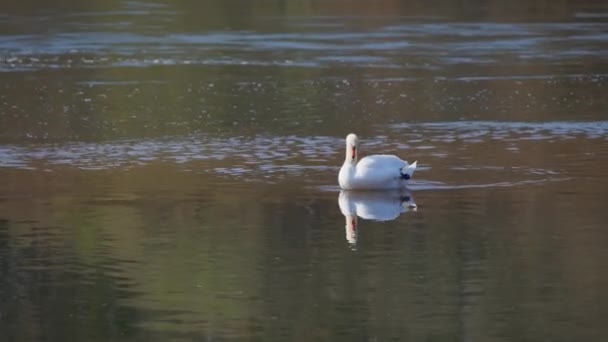 白い白鳥は ドイツのカールスルーエ近くのライン川の水の中でくちばしで自分自身を初演 フェアウェイの流れは背景に見ることができる — ストック動画