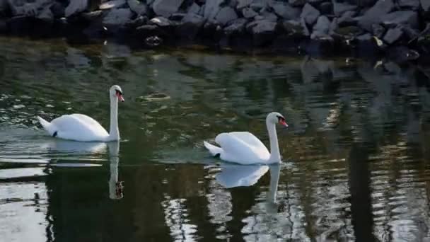 Swans Swimming Renaturalized Part Rhine Karlsruhe Germany Sunny Spring Weather — Video Stock