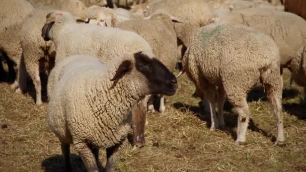 Stado Owiec Stojących Wąskim Pastwisku Biała Owca Czarną Głową Żuje — Wideo stockowe