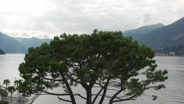 Εναέρια Πάνω Από Πράσινο Δέντρο Και Αποκαλύπτοντας Λίμνη Κόμο Στην — Αρχείο Βίντεο