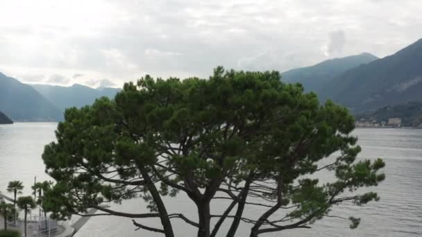 Aérea Sobre Árbol Verde Revelador Lago Como Italia — Vídeos de Stock