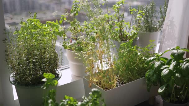 Watering Various Plant Pots Indoor Garden Modern Apartment Flat Uhd — Stockvideo