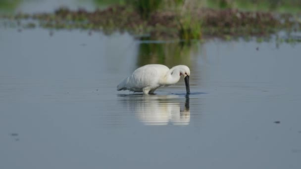 White Long Legged Spoonbill Chasing Prey Pond Long Flat Beak — Vídeo de Stock