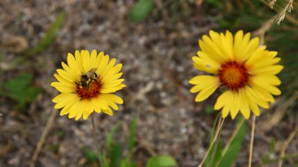 Two Bright Yellow Wildflowers Blanket Flower Orange Centres Bumble Bee — Vídeo de Stock