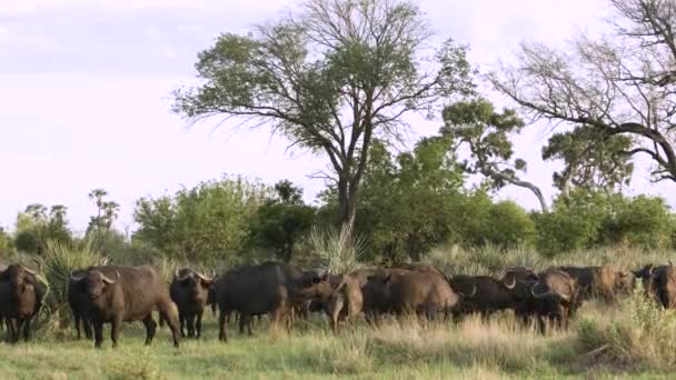 Uma Manada Buffalo Africano Tiro Escuro — Vídeo de Stock