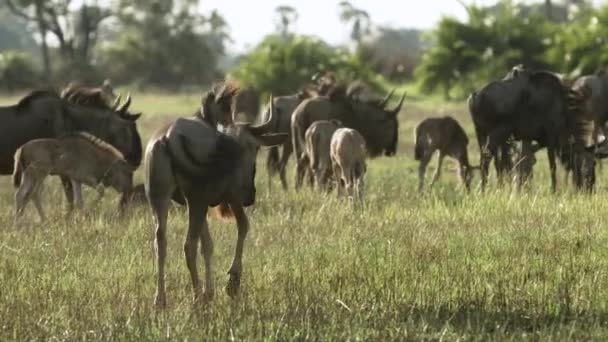 Herd Gnu Botswana Africa — Stockvideo