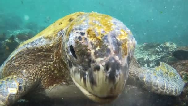 Galapagos Adaları Nda Kameraya Bakan Alglerle Beslenen Deniz Kaplumbağası — Stok video