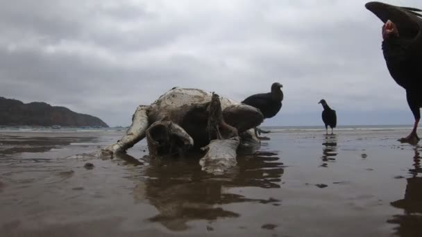 Buitres Alimentándose Tortuga Muerta Lavada Ecuador — Vídeos de Stock