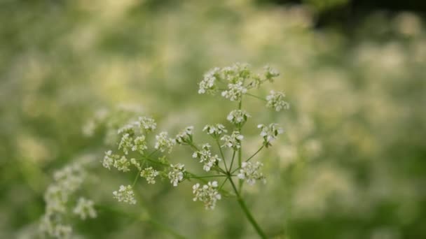 Zpomalený Pohyb Detailní Záběr Ruční Záběr Krásné Slunce Přes Foukání — Stock video