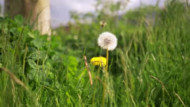 Handheld Slow Motion Beautiful Dandelion Flower Wind Blowing Green Field — Video Stock