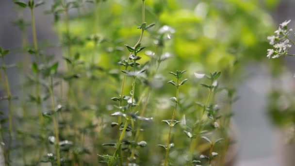 Handheld Slow Motion Beautiful Sunshine Green Thyme Leaves Water Drops — Stockvideo