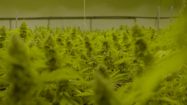 Cannabis Plants Professional Legal Nursery — Vídeo de Stock