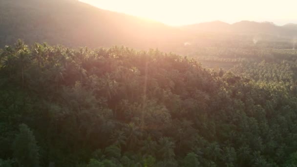 Sunset Mountains Fly Tropical Rainforest Koh Samui Thailand — Video